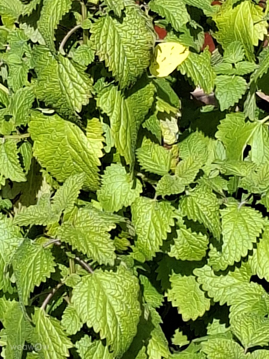 Weather Photos in Kaohsiung City. Weather forecasts with beautiful photos by Wen-ya Huang