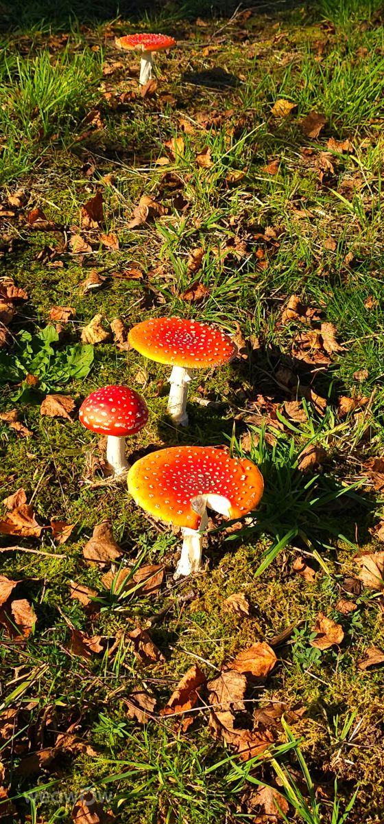 Fotografos Seni, Fotos do tempo em Velbert - Weawow