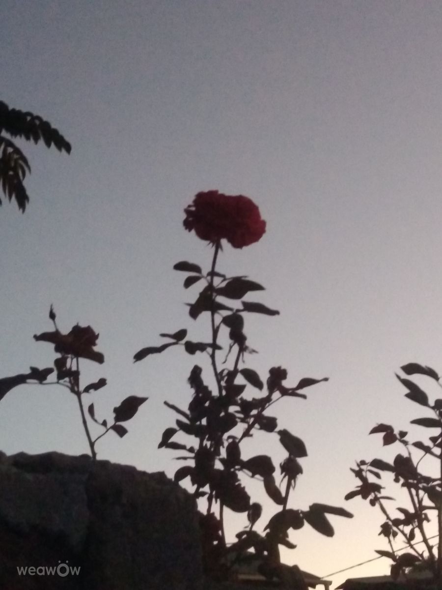 Peñalolén'daki Büyük. Rossana_Bocca_Lembach tarafından çekilen güzel fotoğraflarla hava tahmini Fotoğrafları