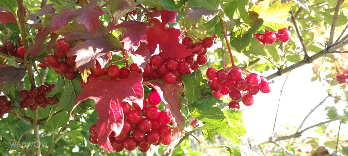 Fotos do tempo em Krasnoyarsk. Previsões do tempo com lindas fotos de Kotaku