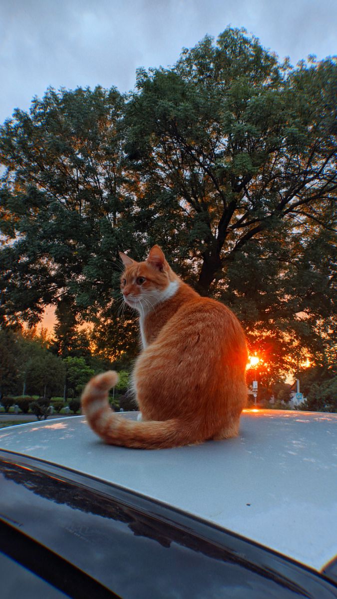 Фотографии Погоды в Фастов. Прогнозы погоды с чудесными фотографиями, сделанными teplota