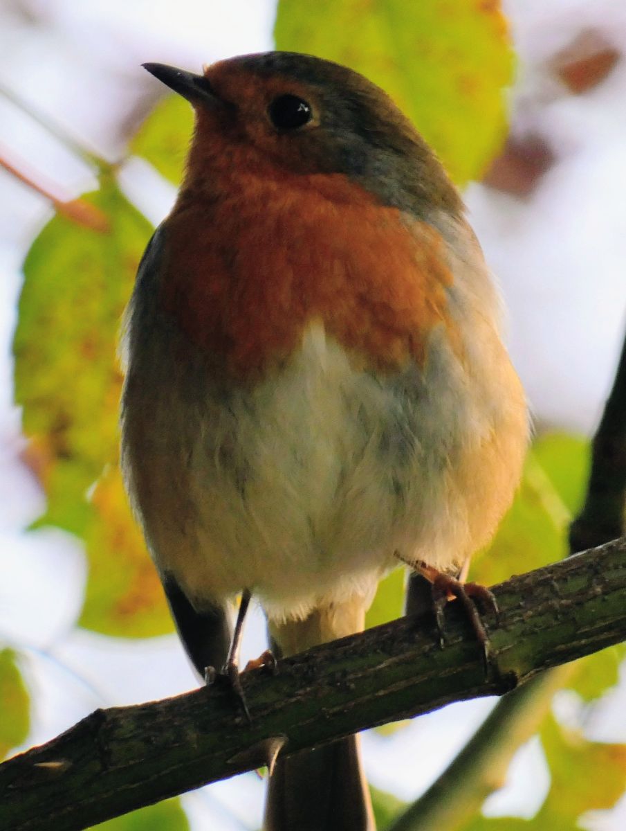 Фотограф fwerner, Фотографии Погоды в Нижняя Саксония - Weawow