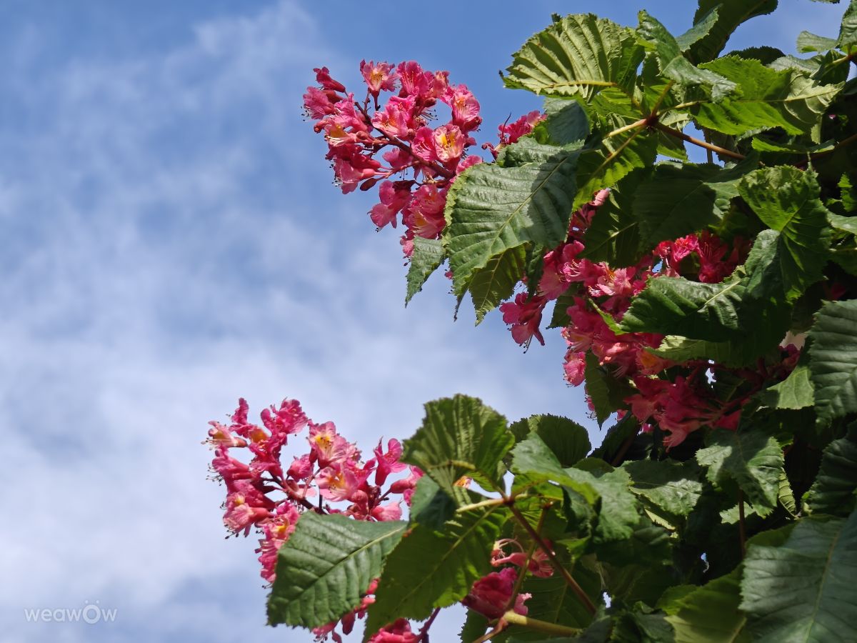 Weather Photos in Sofia-Capital. Weather forecasts with beautiful photos by Rosiii