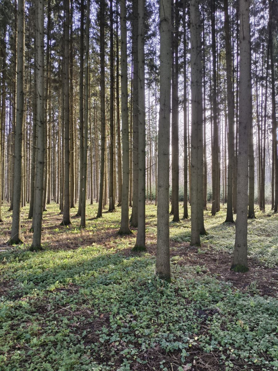 Wetter Photos Tul'skaya Oblast'. Wettervorhersagen mit schönen Fotos von Aleksei