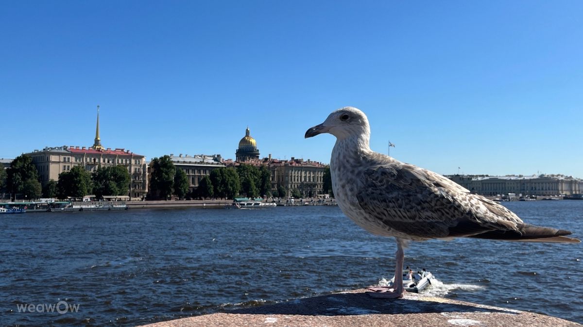 Fotos sobre el clima en San Petersburgo. Pronósticos del tiempo con hermosas fotos de Svetlana3
