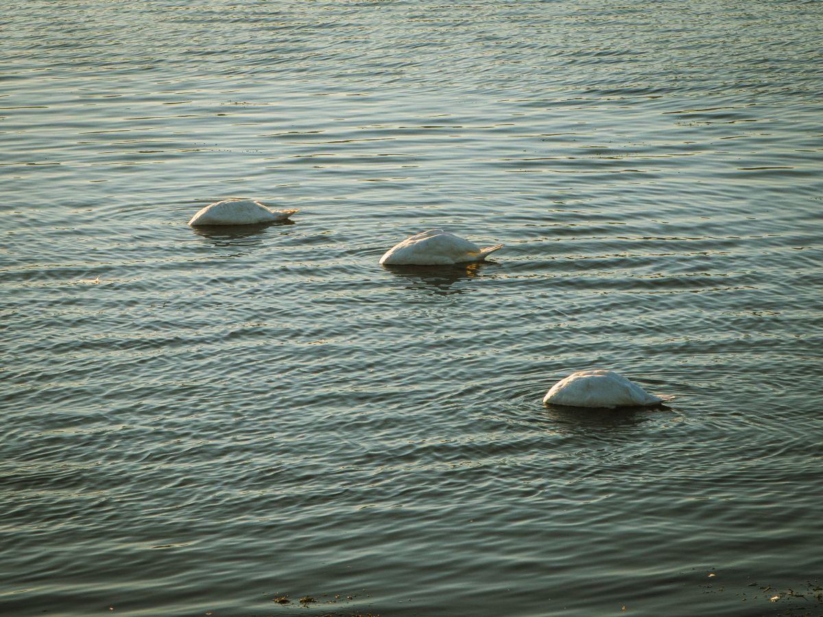 Fotos do tempo em Râmnicu Vâlcea. Previsões do tempo com lindas fotos de Evgeniy79