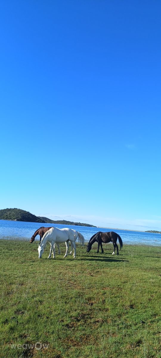 天气预报，带Giuliana Maribel精美的照片