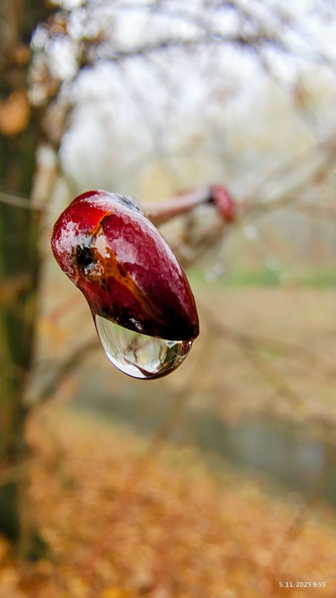 Fotografos Piškot, Fotos do tempo em Bohunovice - Weawow