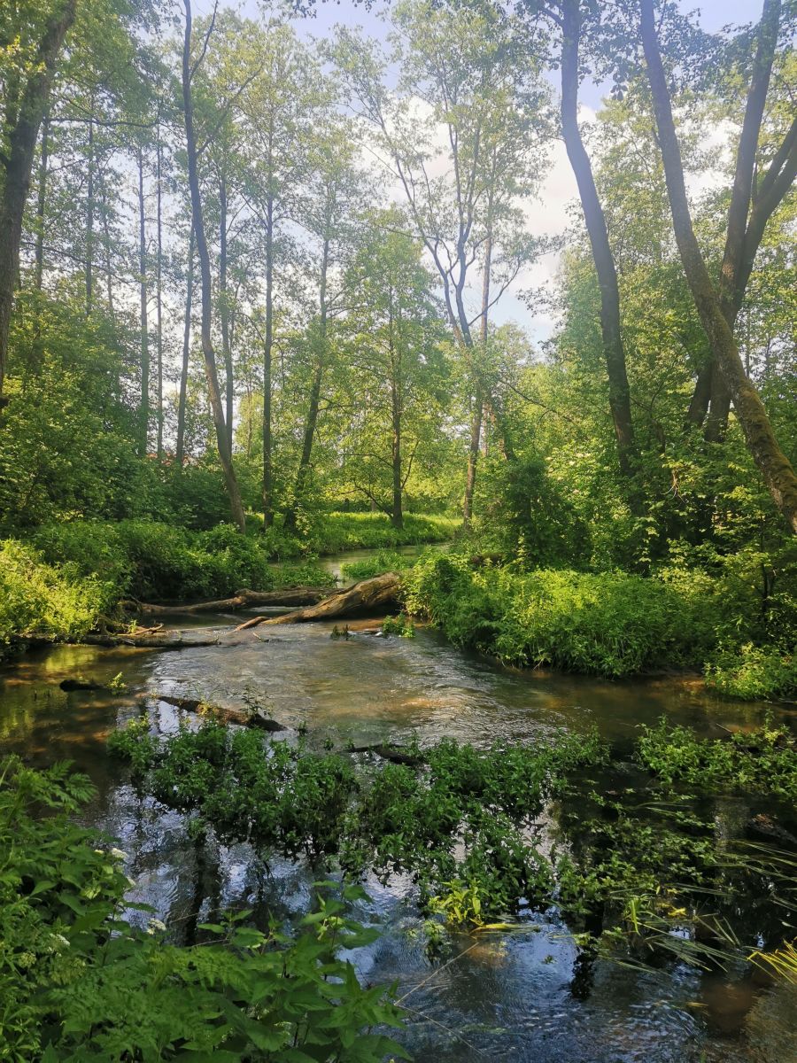 Fotos sobre el clima en Goradnia. Pronósticos del tiempo con hermosas fotos de Iriha