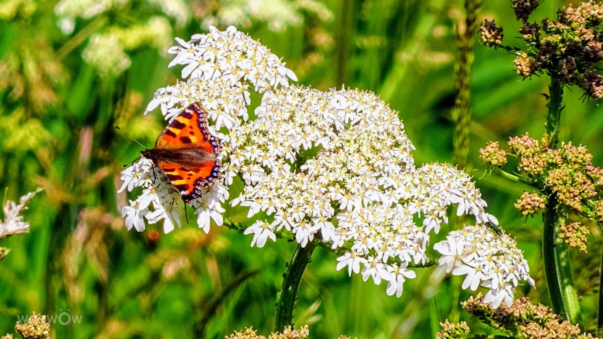 Weather Photos in Yarwell Mill Country Park. Weather forecasts with beautiful photos by kns666