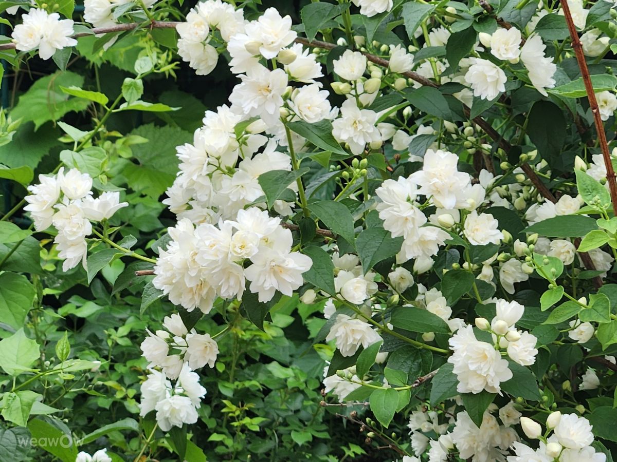 Weather Photos in Moscow. Weather forecasts with beautiful photos by ElenaOlsen