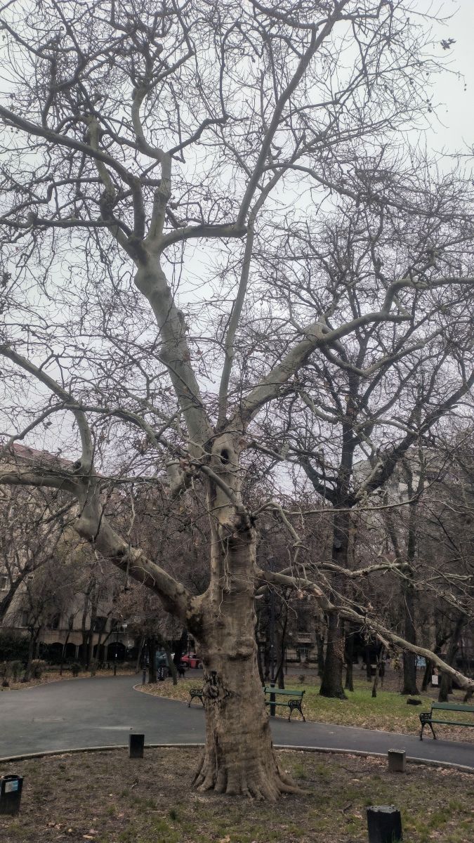 Fotos sobre el clima en București. Pronósticos del tiempo con hermosas fotos de YanBog