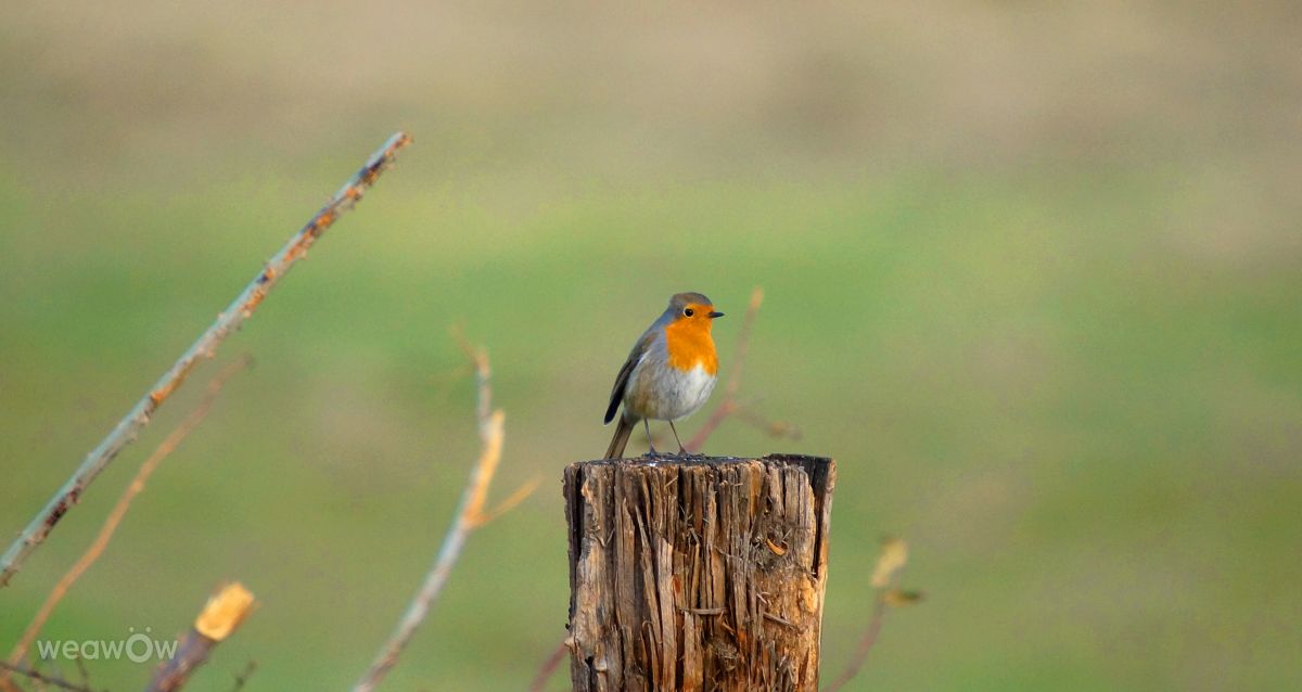 Weather forecasts with beautiful photos by tony5636