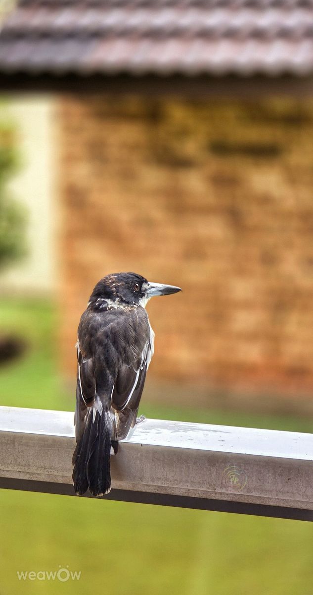 Pronósticos del tiempo con hermosas fotos de Jibin