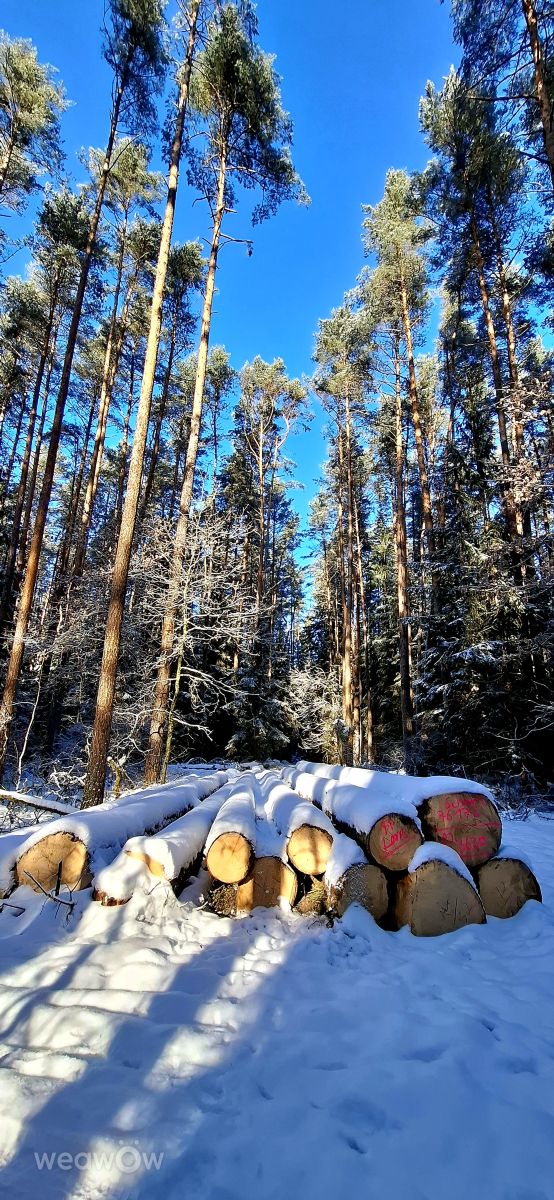 天气预报，带Steffi316精美的照片