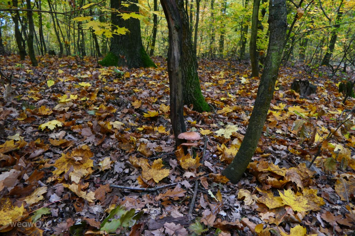 Braník的天气照片. 天气预报，带Vasek325精美的照片