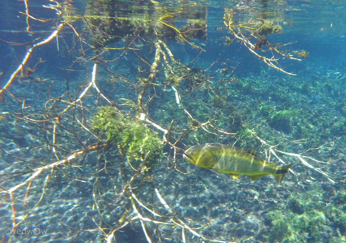 写真家 VIAꓨEM_E_HISTÓЯIA、Bonitoの天気写真 - Weawow