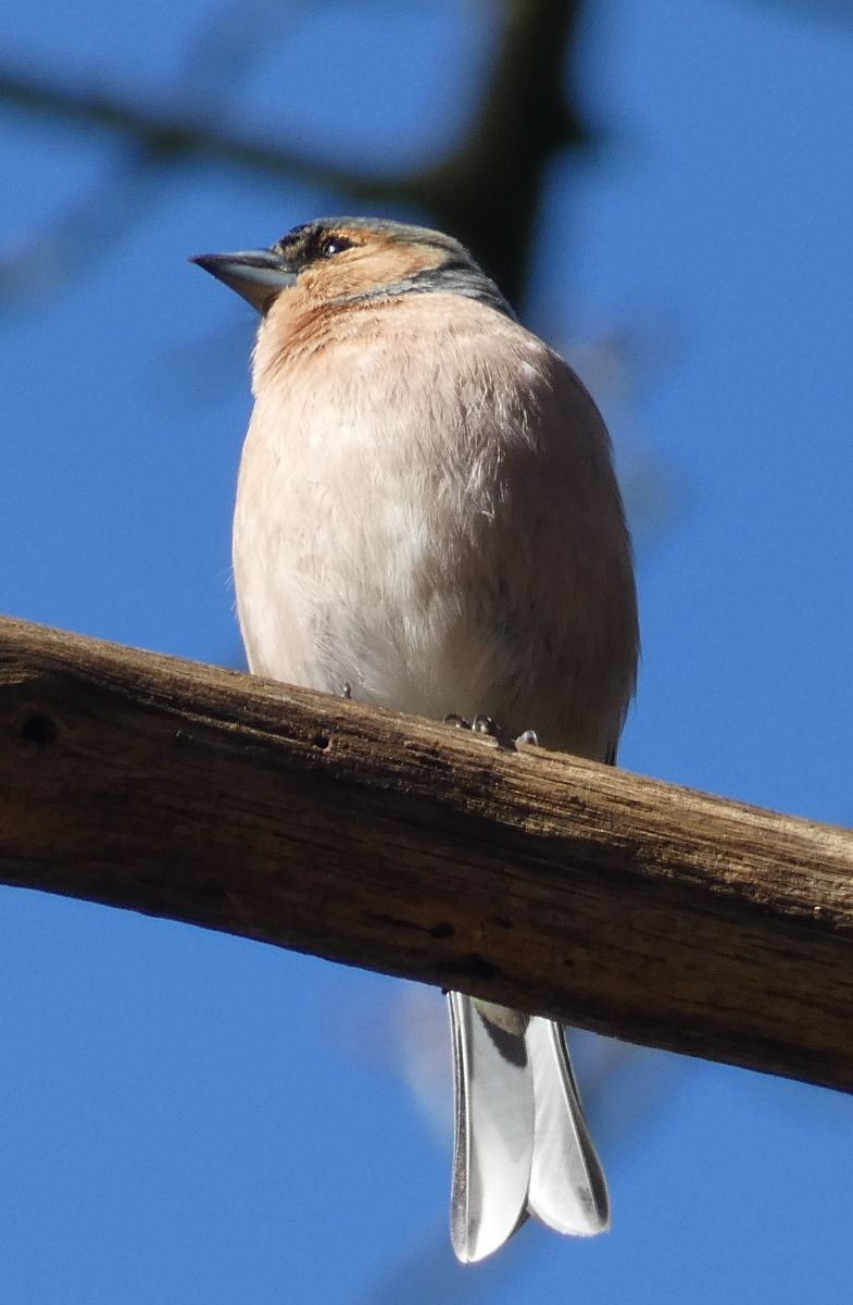 Фотографии Погоды в Ahlhorner Fischteiche. Прогнозы погоды с чудесными фотографиями, сделанными fwerner
