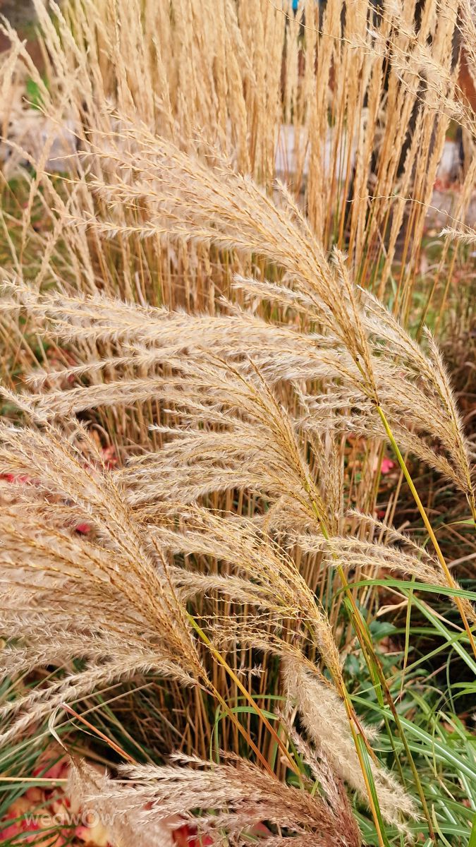 Photographer Seni, Weather Photos in Velbert - Weawow