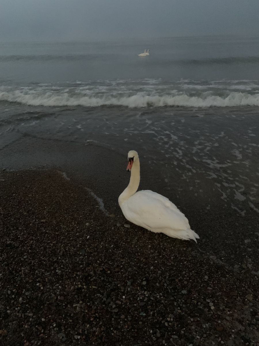 Fotos sobre el clima en Zelenogradsk. Pronósticos del tiempo con hermosas fotos de Афимия