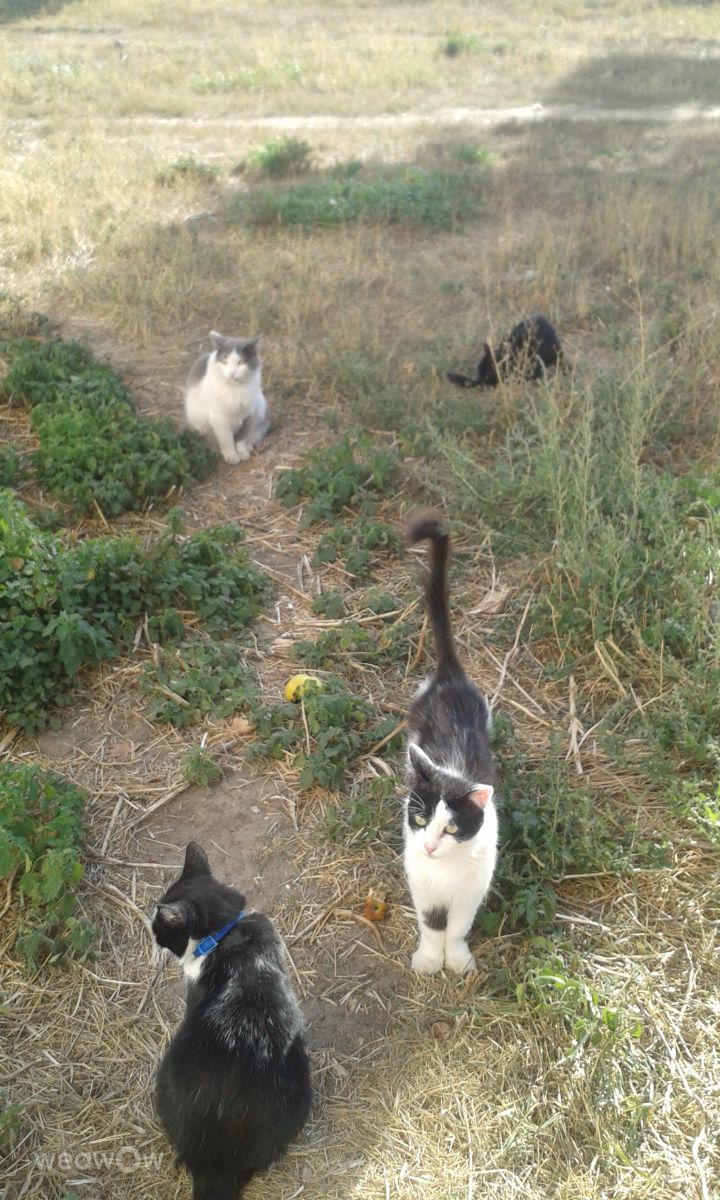 Fotos do tempo em Pokotylivka. Previsões do tempo com lindas fotos de Оксана Алла