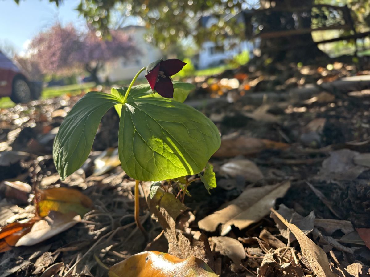 肯塔基州的天气照片. 天气预报，带AshleyNicholeSims精美的照片