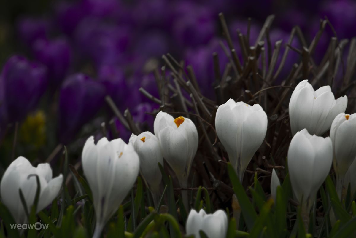 Фотографии Погоды в Dobrich. Прогнозы погоды с чудесными фотографиями, сделанными Тодор Тодоров_fb1