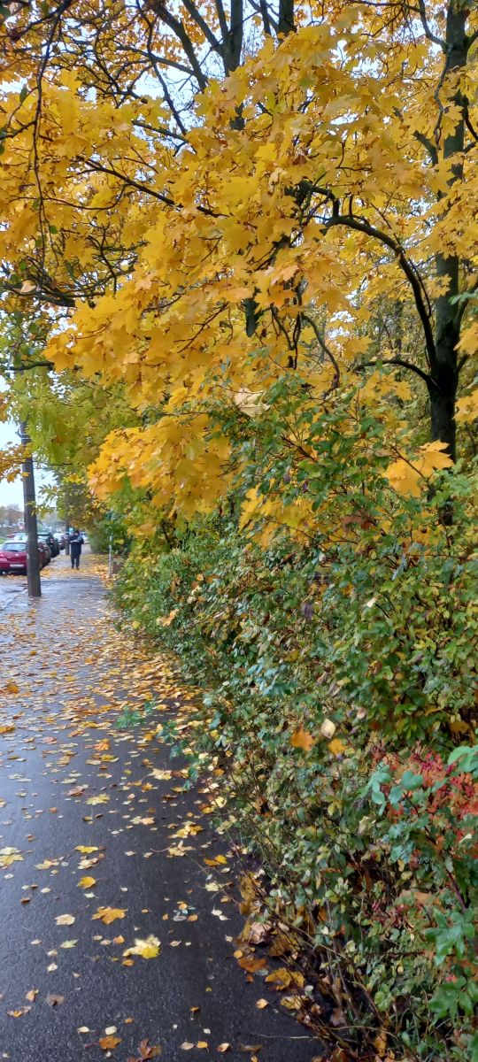 Fotógrafo Prohojiy, Fotos sobre el clima en Pushkin - Weawow