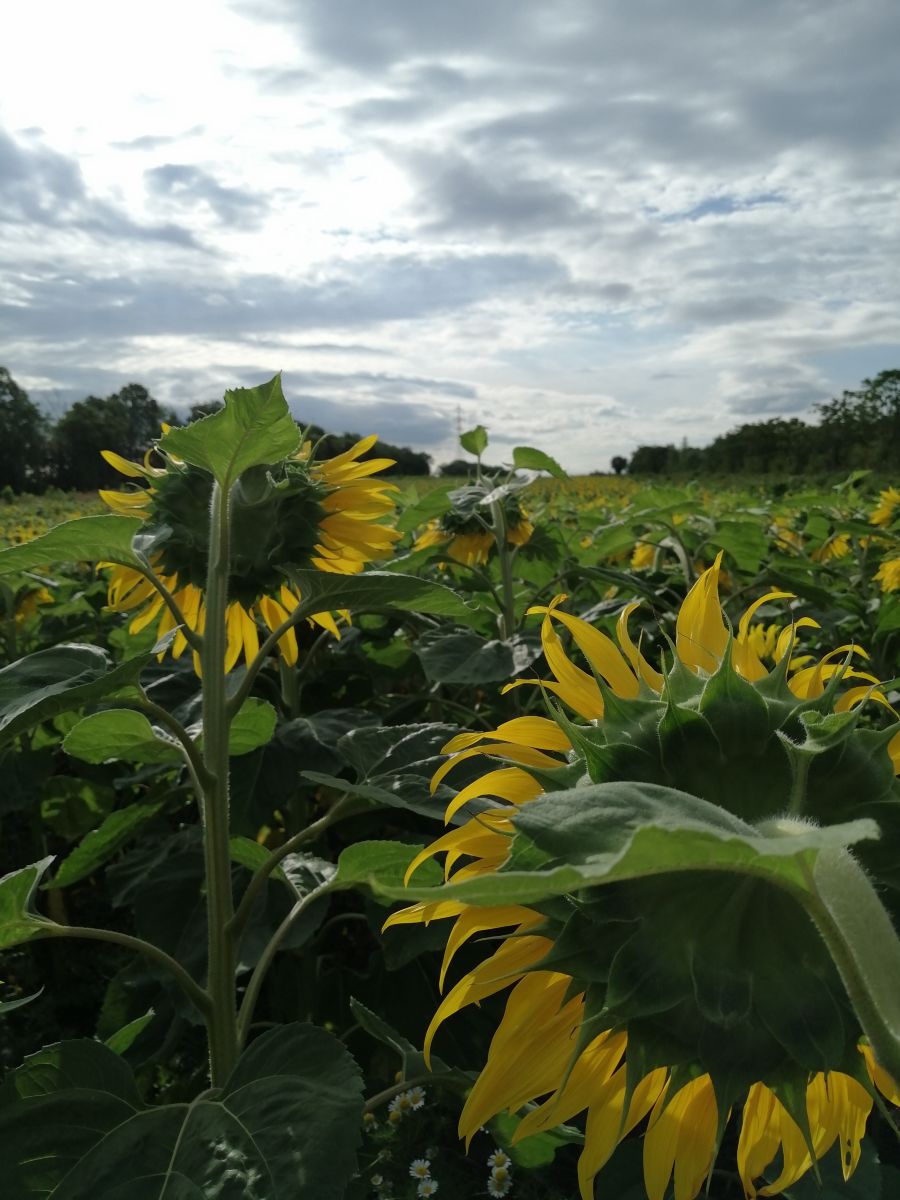 Weather Photos in Austria. Weather forecasts with beautiful photos by Augustin