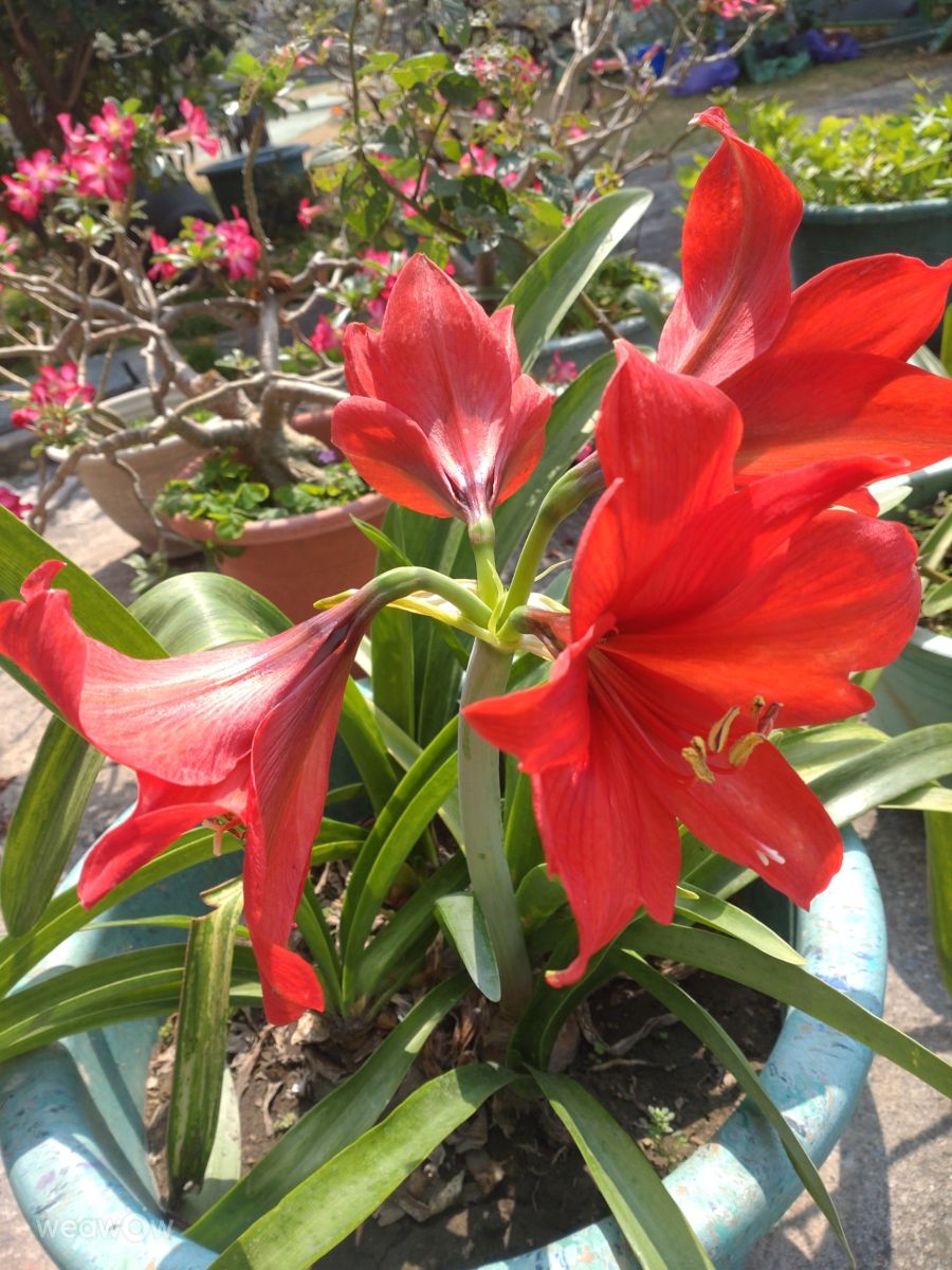 Fotografos Wen-ya Huang, Fotos do tempo em Kaohsiung City - Weawow