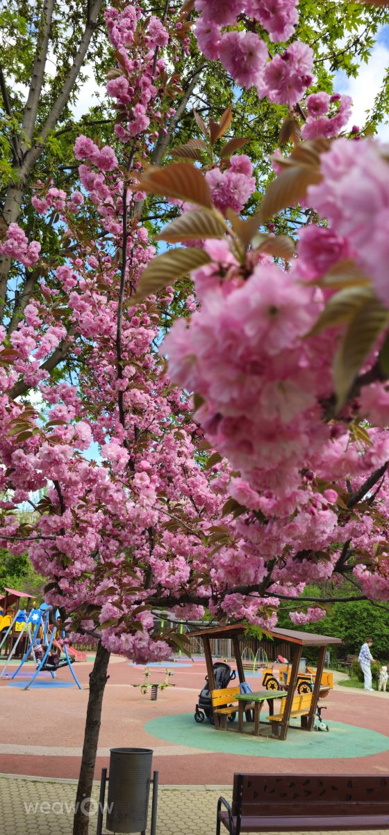 Weather Photos in Sofia-Capital. Weather forecasts with beautiful photos by Sando79