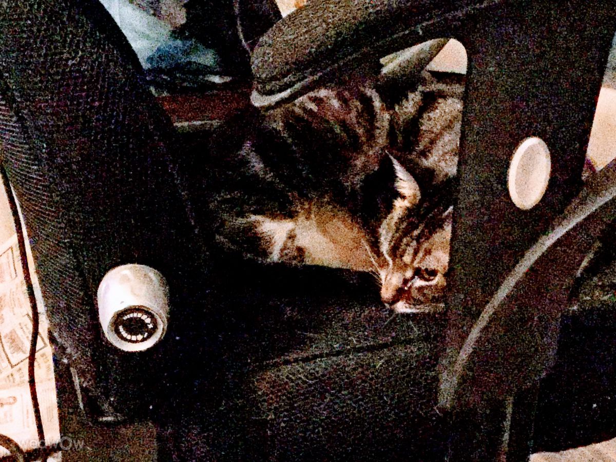 摄影师 Cajungrl26，LaPlace的天气照片 - Weawow