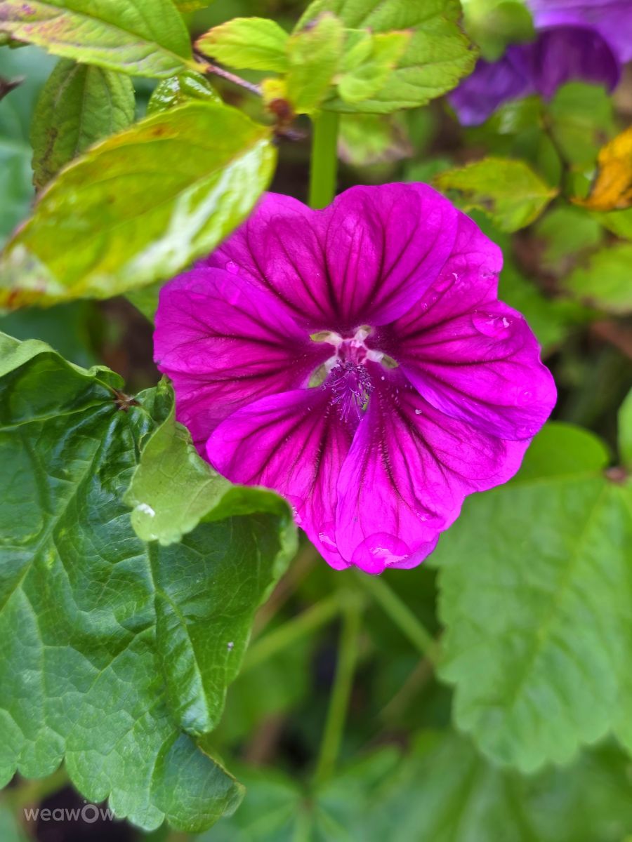 Velbertの天気写真. Seniの美しい写真による天気予報