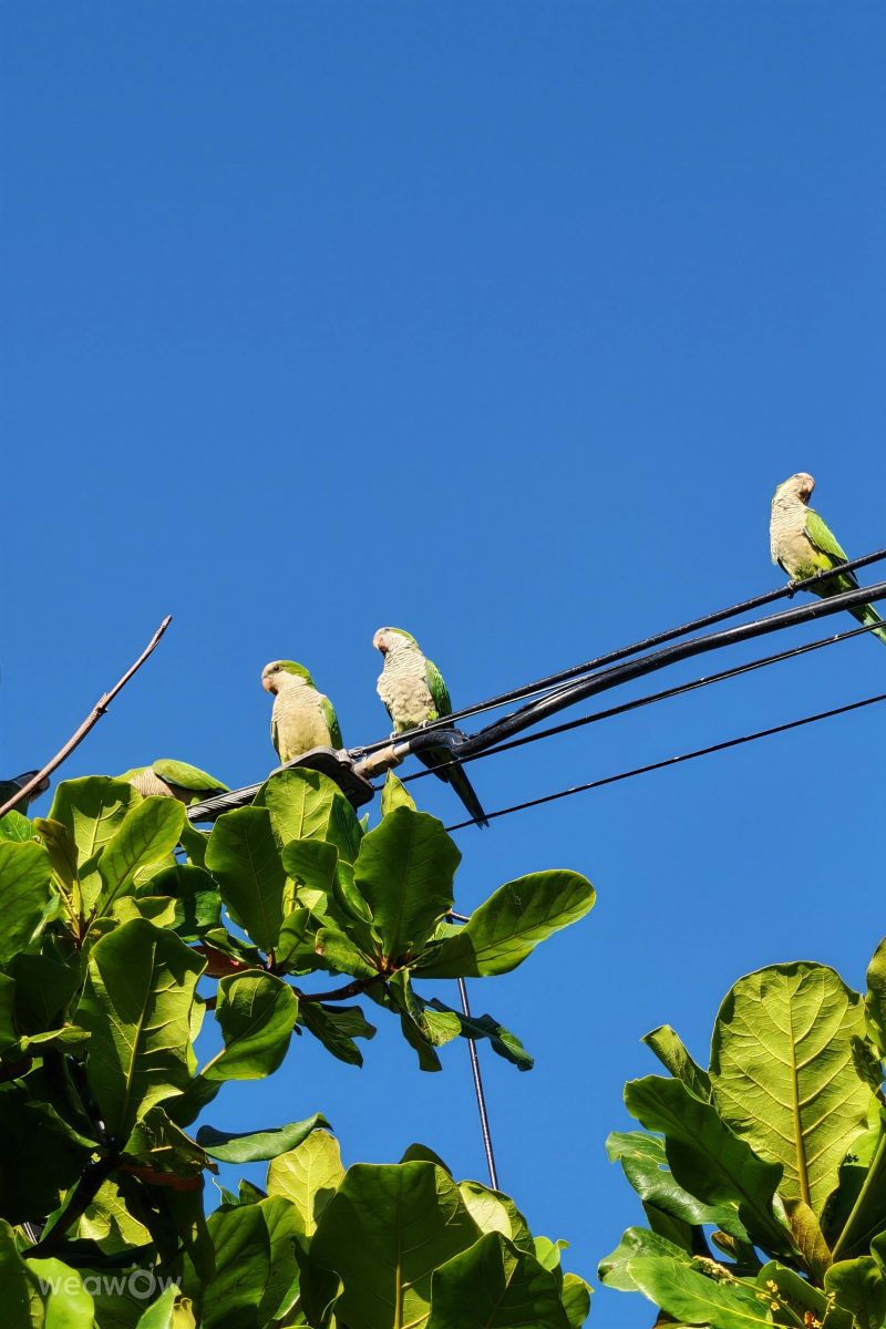 Clorindaの天気写真. alejandrodlcの美しい写真による天気予報