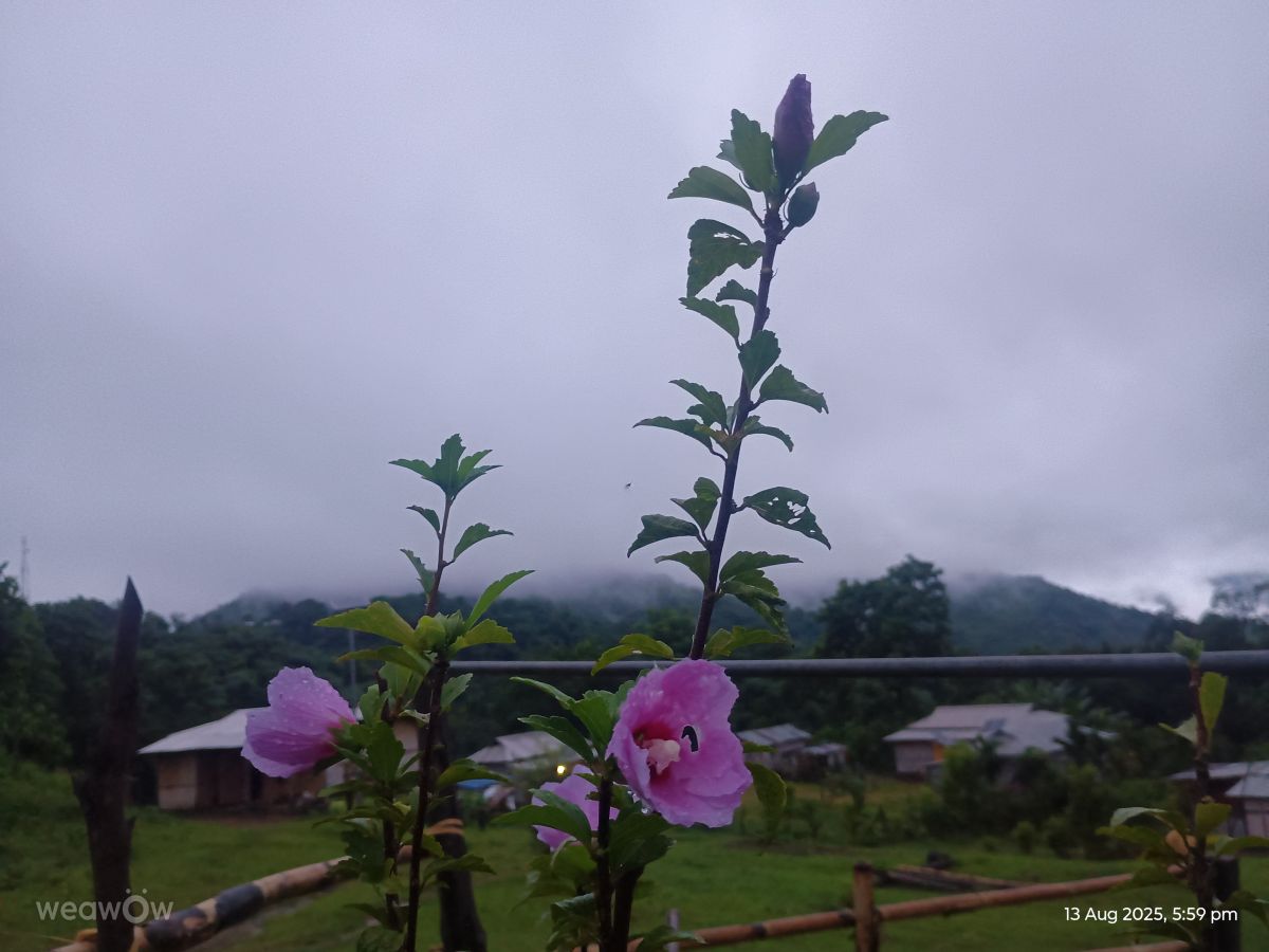 Weather Photos in Assam. Weather forecasts with beautiful photos by Lamkam