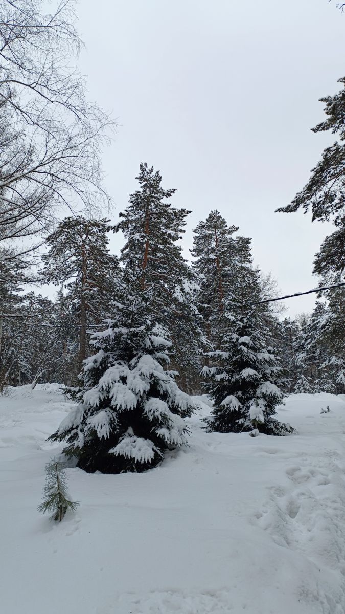 Weather Photos in Kuzbass. Weather forecasts with beautiful photos by Михаил Бондаренко