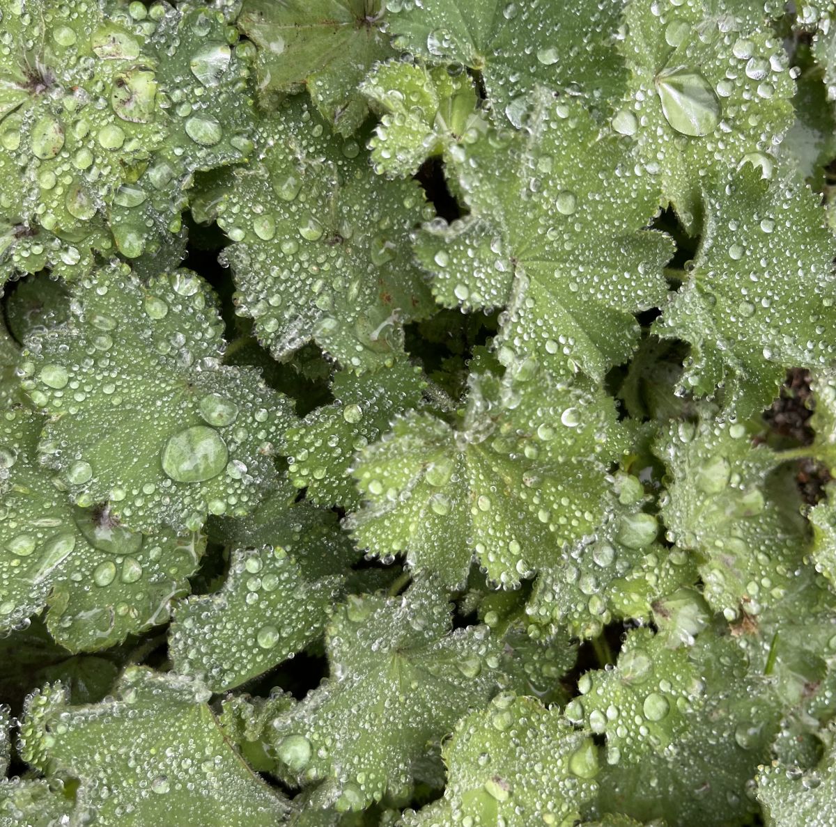 Photographe Remmert01, Photos météo à Amsterdam - Weawow