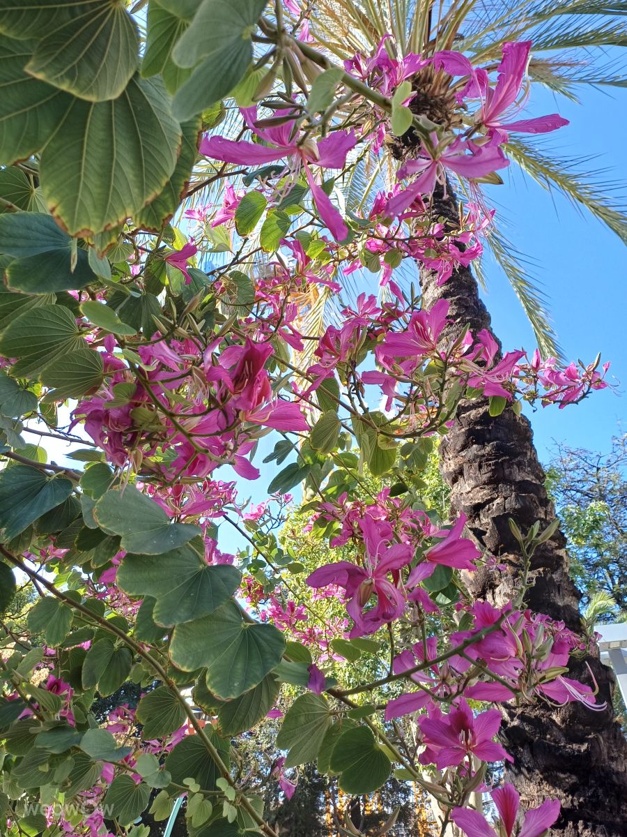 テルアビブ地区の天気写真. Zazaの美しい写真による天気予報