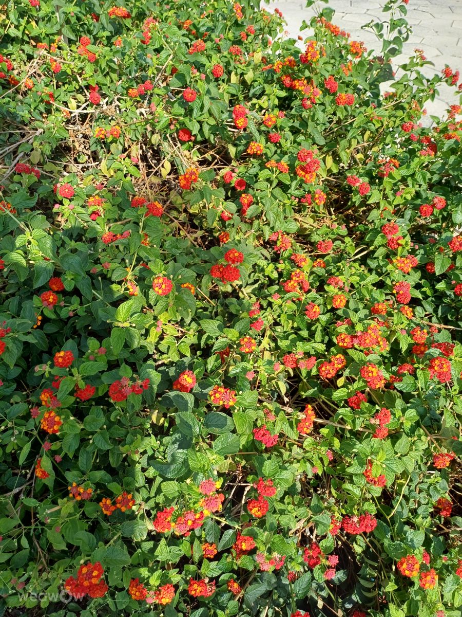テルアビブ地区の天気写真. Zazaの美しい写真による天気予報