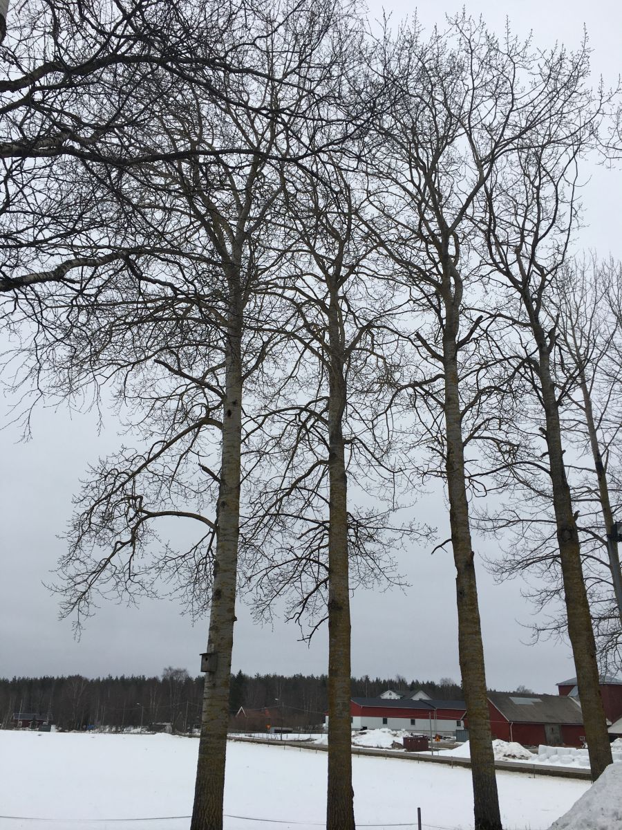 Weather Photos in Norrbotten. Weather forecasts with beautiful photos by Nixie