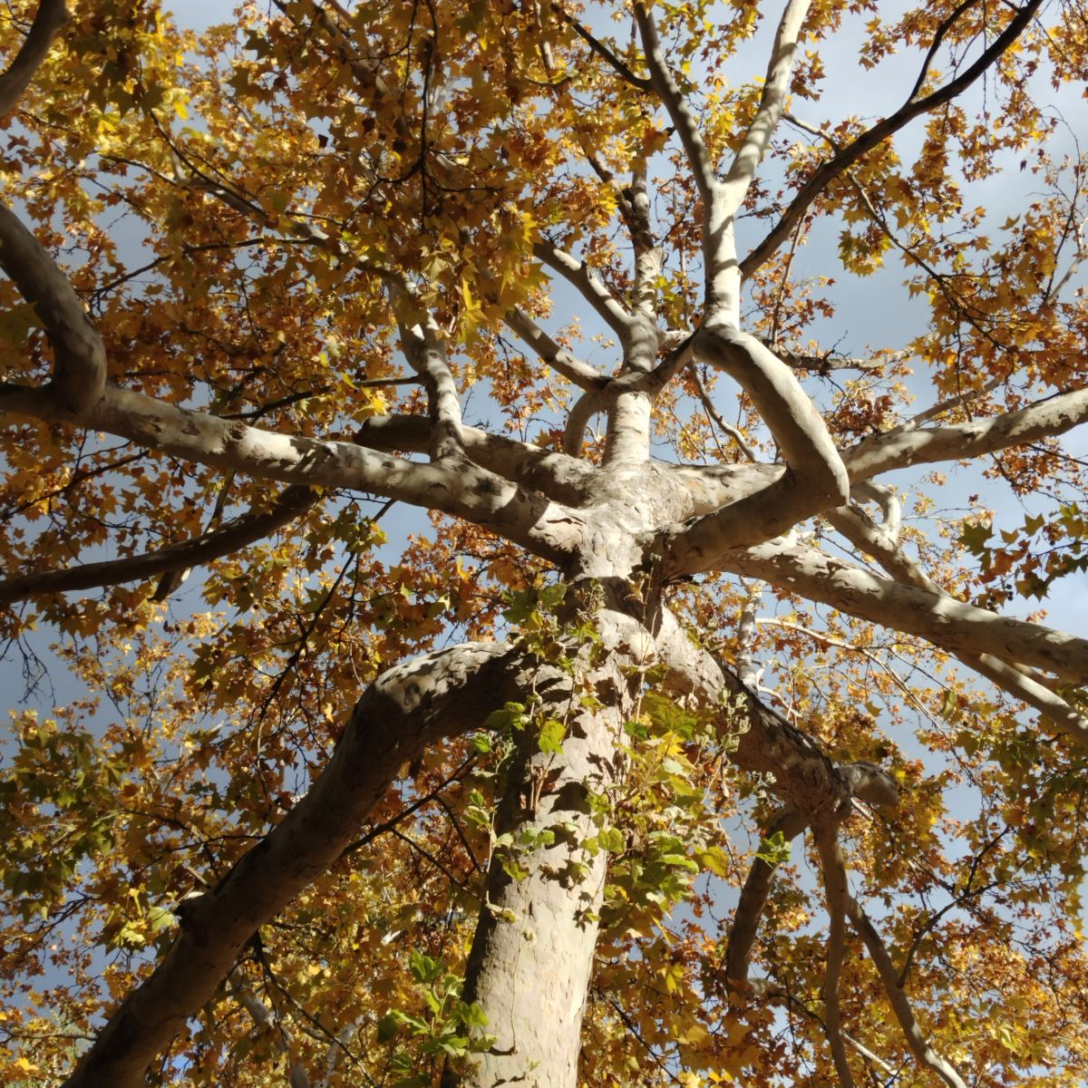 Weather Photos in Szolnok. Weather forecasts with beautiful photos by Diamond