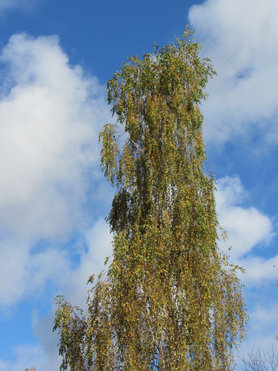 Fotos do tempo em Vitebsk. Previsões do tempo com lindas fotos de ЩипинЕвгений