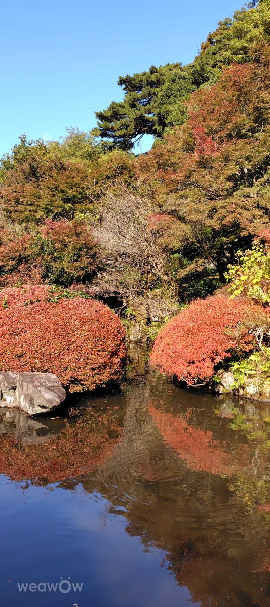 Photographer umemui, Weather Photos in Atami - Weawow