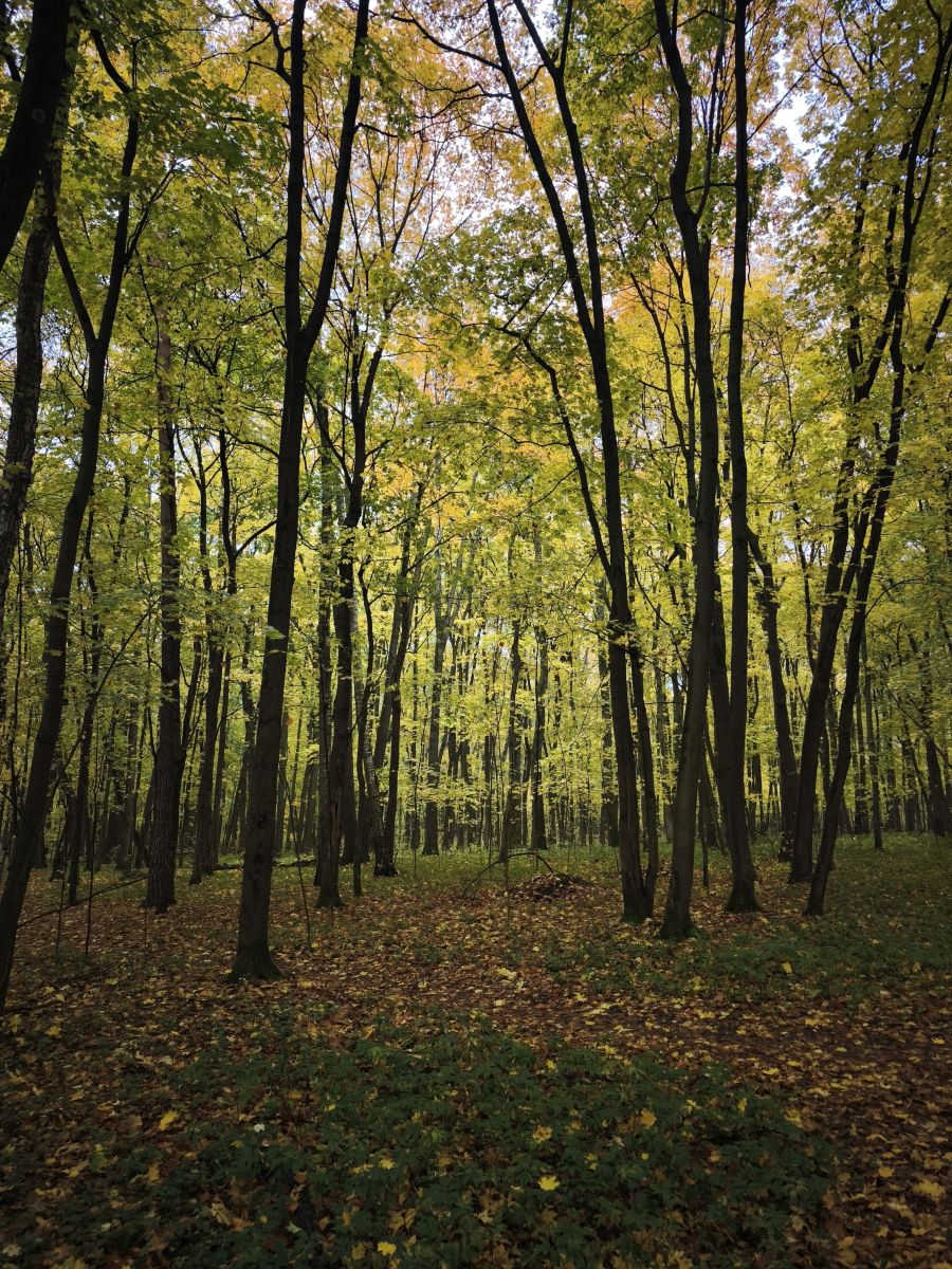 Weather Photos in Izmaylovo District. Weather forecasts with beautiful photos by Amanda_and_Valdemar_Che