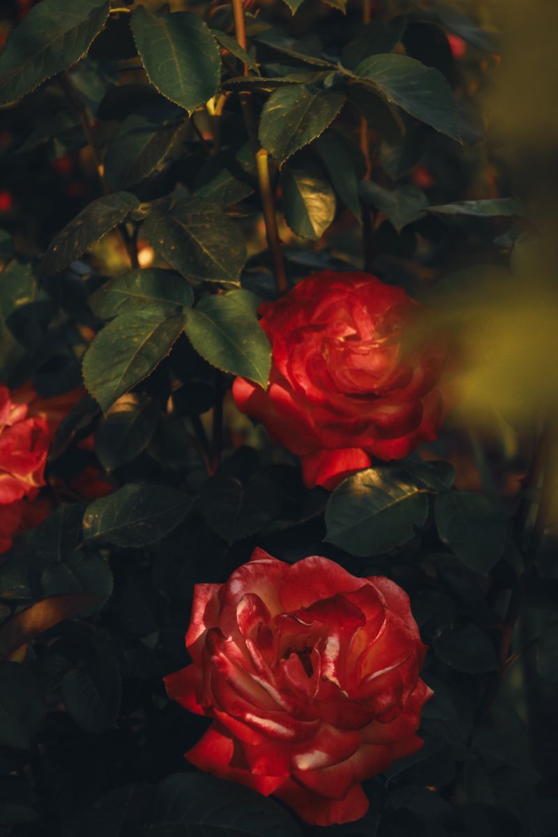 Wetter Photos Kropywnyzkyj. Wettervorhersagen mit schönen Fotos von Synieok