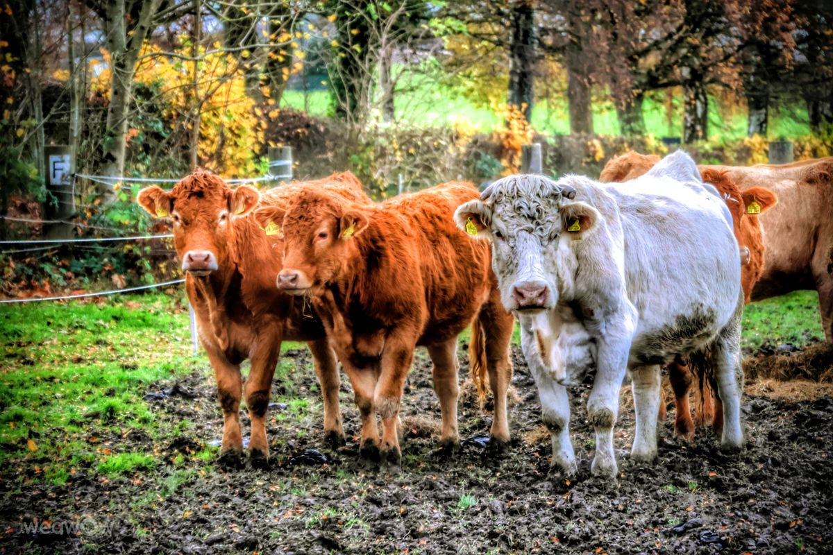 Weather Photos in Affeln. Weather forecasts with beautiful photos by Lotti5507