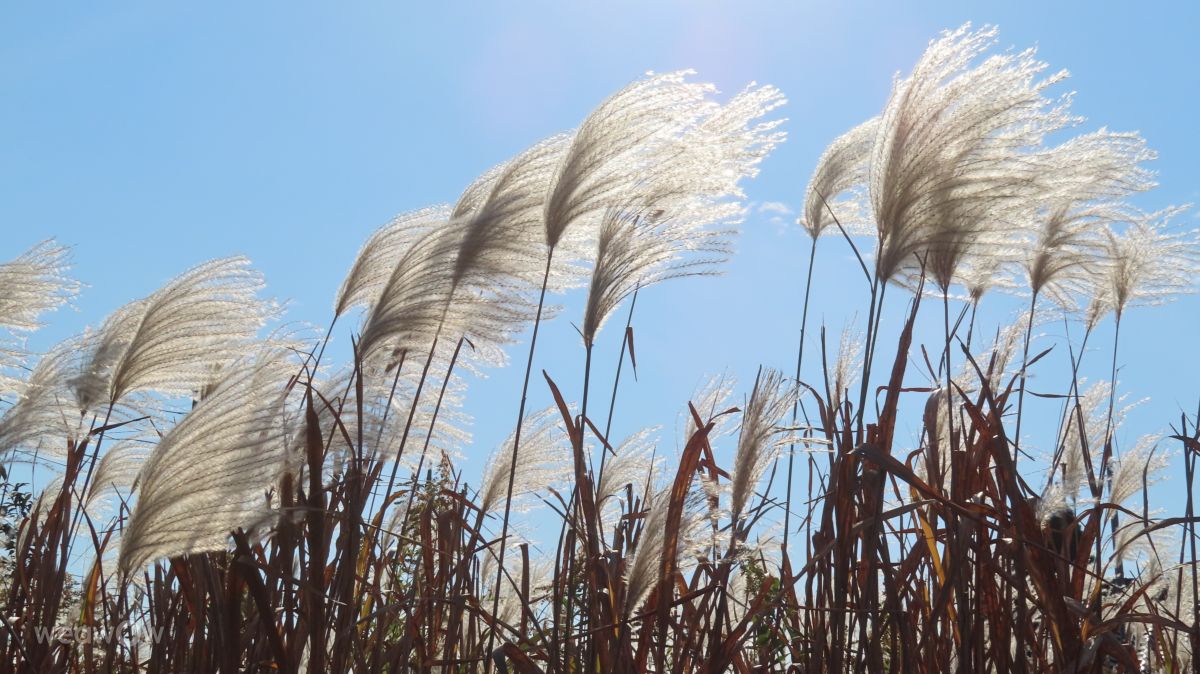 Weather Photos in Chiba. Weather forecasts with beautiful photos by yurumazi