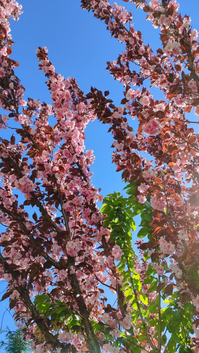 Fotógrafo Romek58, Fotos sobre el clima en Wieluń - Weawow