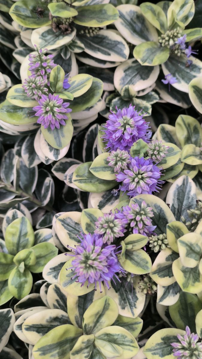 Fotos sobre el clima en Strada Bozieni 6. Pronósticos del tiempo con hermosas fotos de YanBog