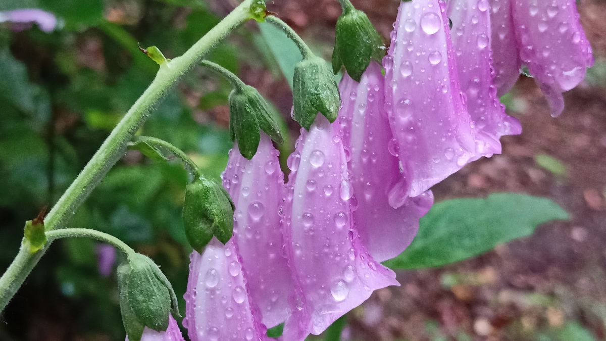 Photos météo à Kamenický Šenov. Prévisions météo avec de superbes photos de Anna Raková